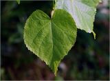 Tilia cordata