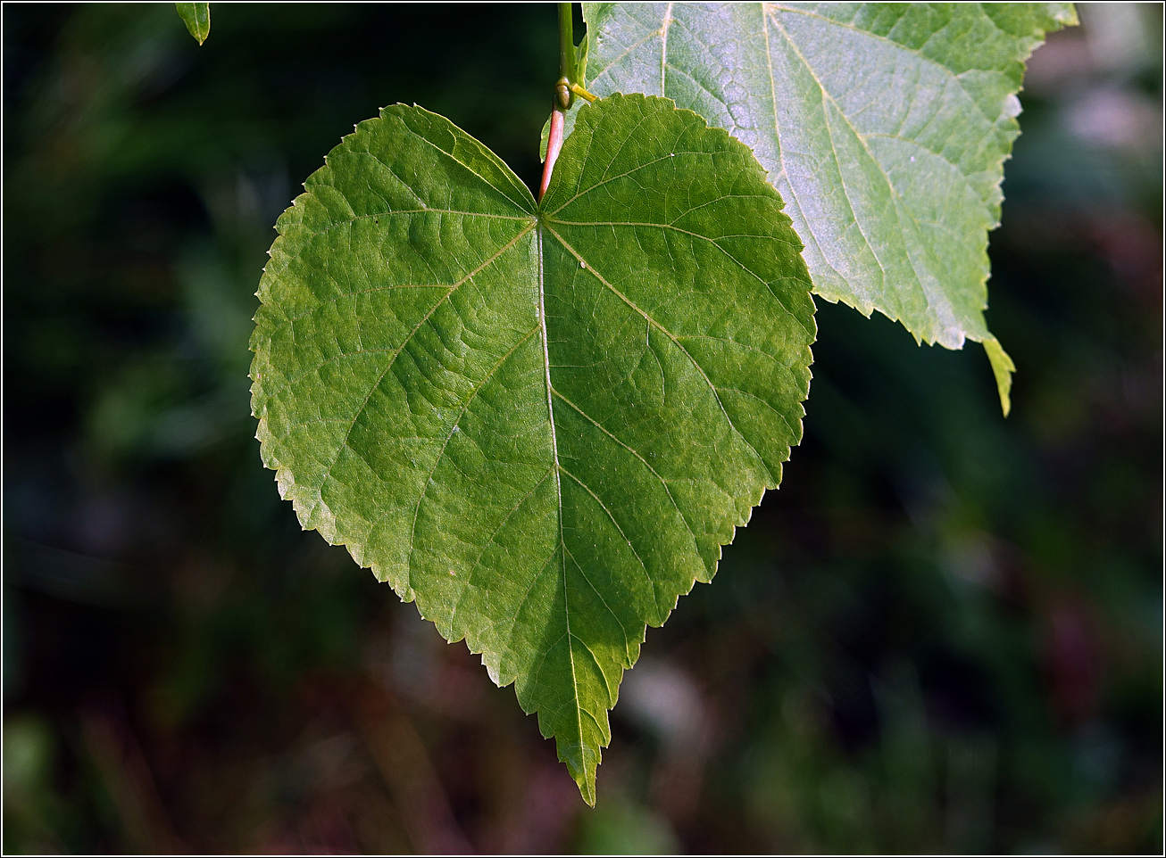 Image of Tilia cordata specimen.