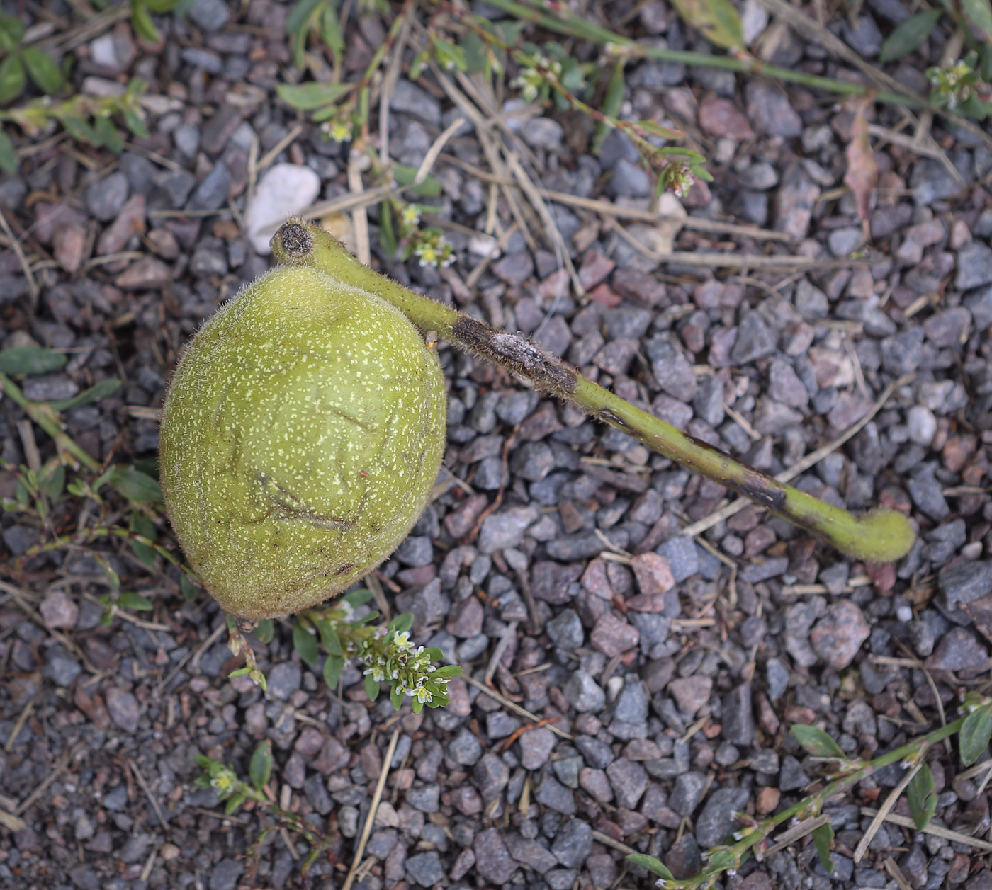 Изображение особи Juglans mandshurica.