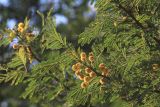 genus Vachellia. Ветви с соцветиями. Индия, штат Раджастхан, округ Савай Мадхопур, национальный парк \"Рантамбор\". 06.12.2022.