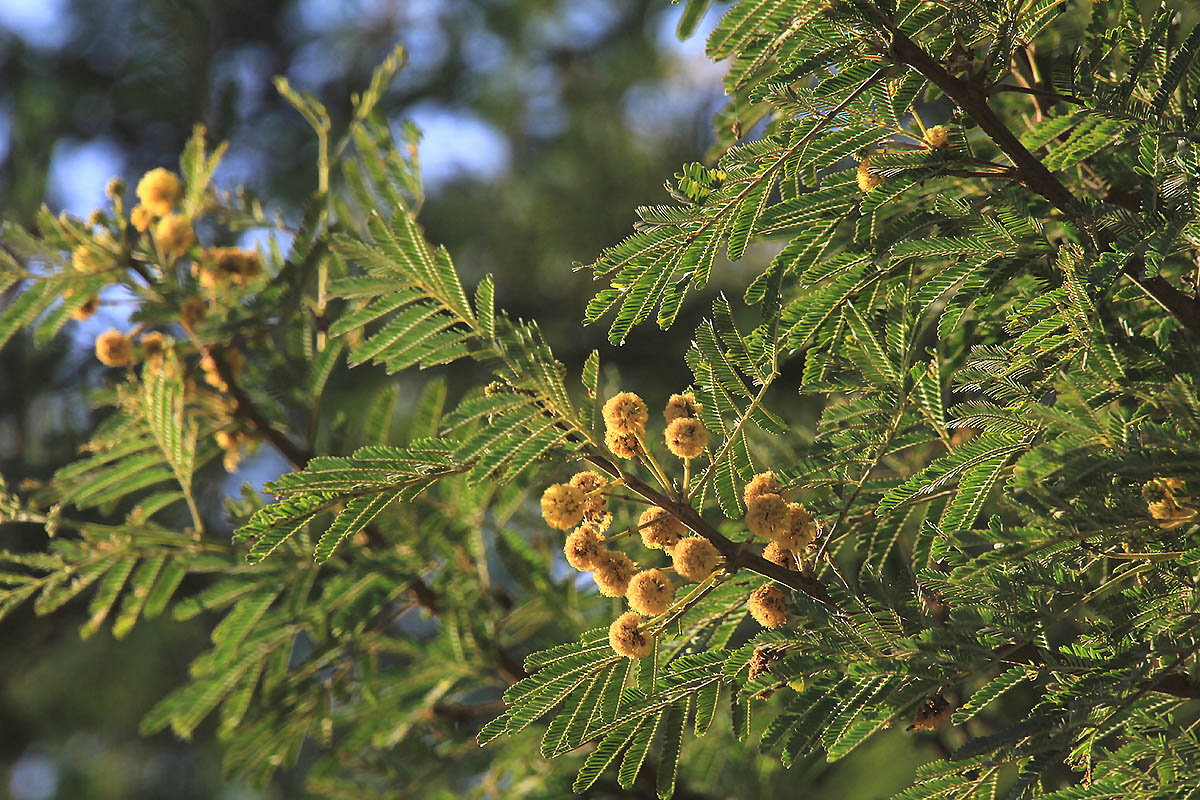 Изображение особи род Vachellia.