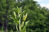 Oenothera depressa. Верхушка расцветающего растения. Приморский край, Уссурийский гор. округ, окр. с. Монакино, поляна в широколиственном редколесье. 13.07.2022.