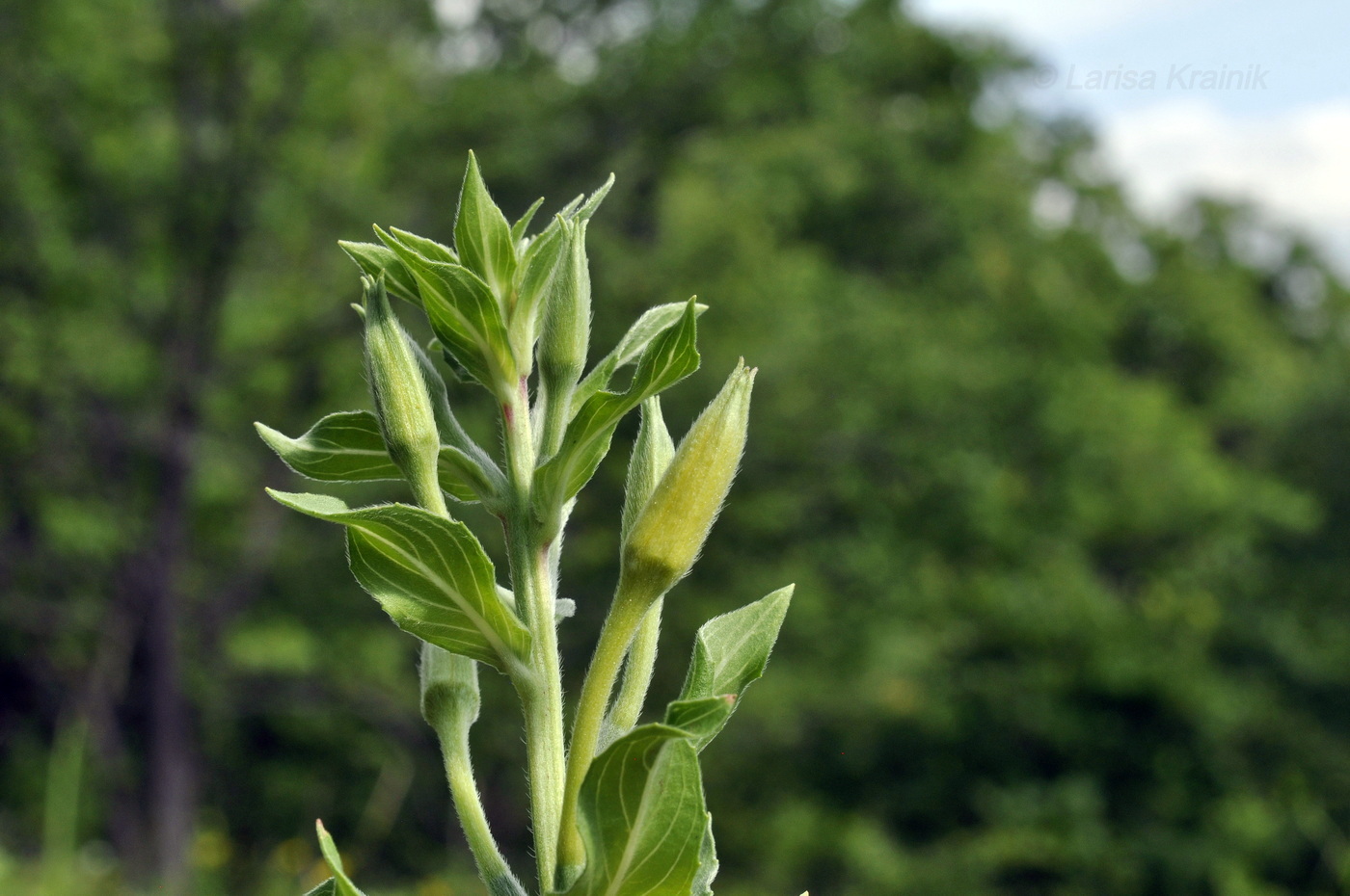 Image of Oenothera depressa specimen.