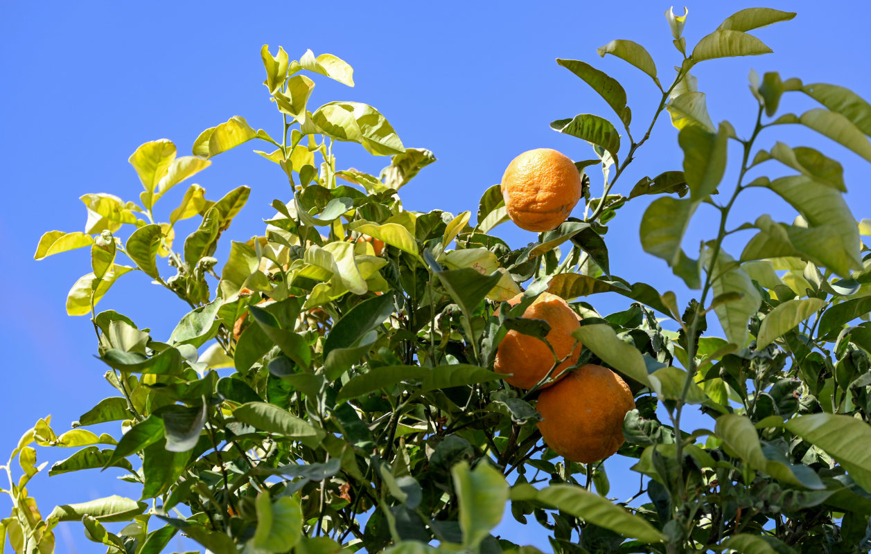 Изображение особи Citrus sinensis.