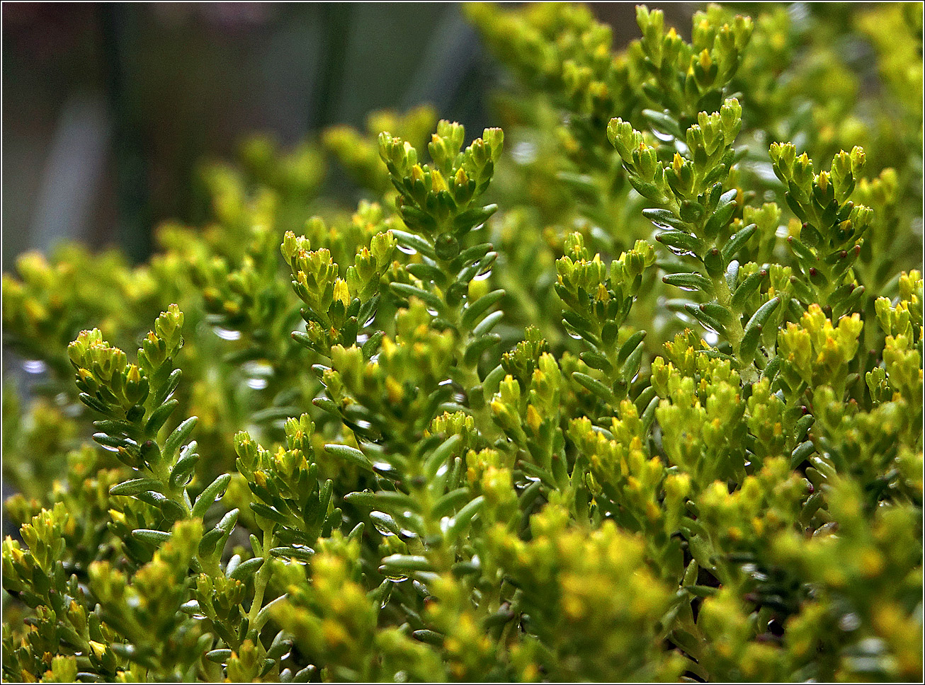 Image of Sedum sexangulare specimen.