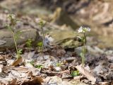 Cardamine tenera