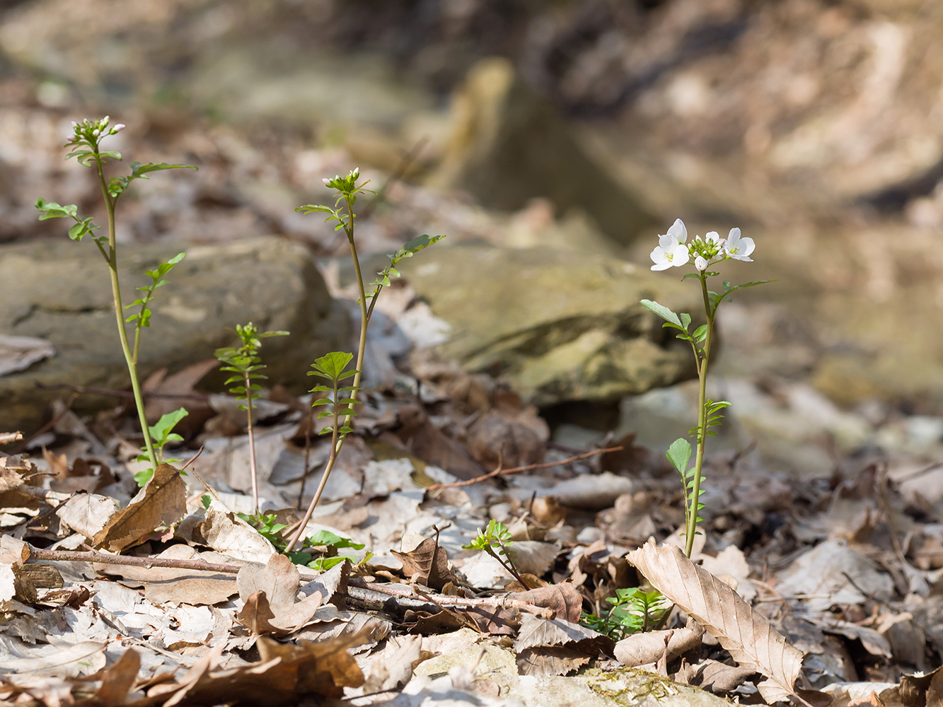 Изображение особи Cardamine tenera.