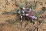 Astragalus dolichophyllus