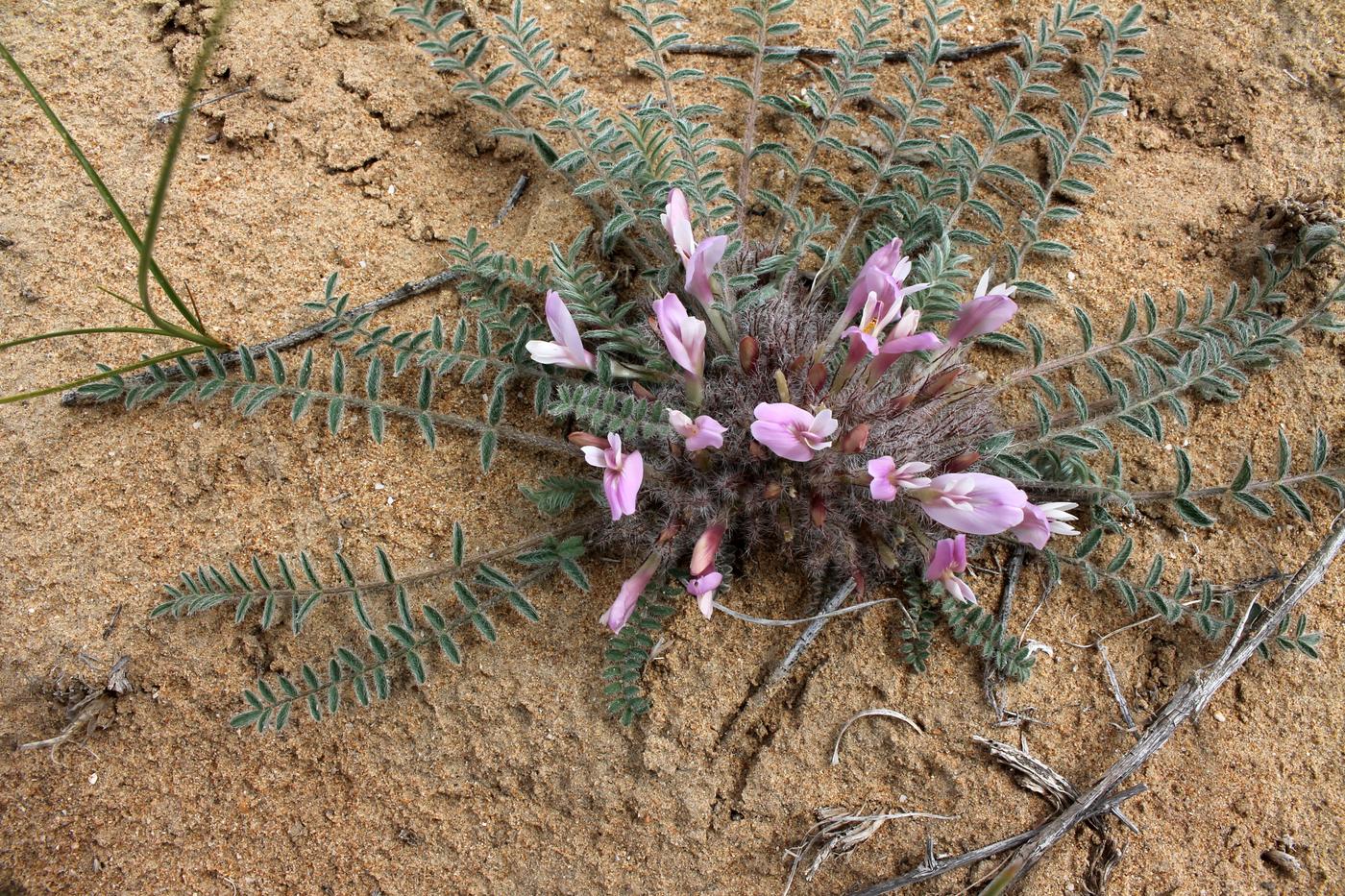 Image of Astragalus dolichophyllus specimen.