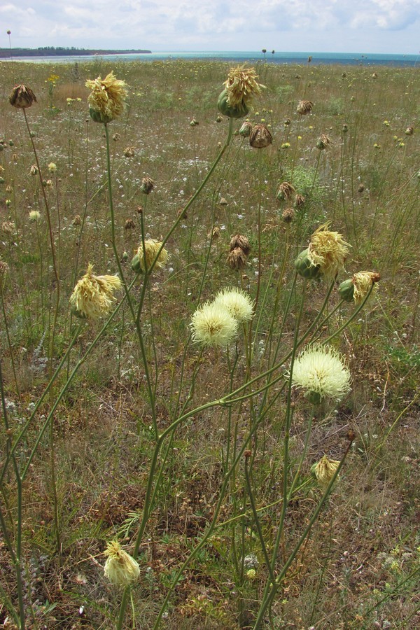 Изображение особи Rhaponticoides taliewii.