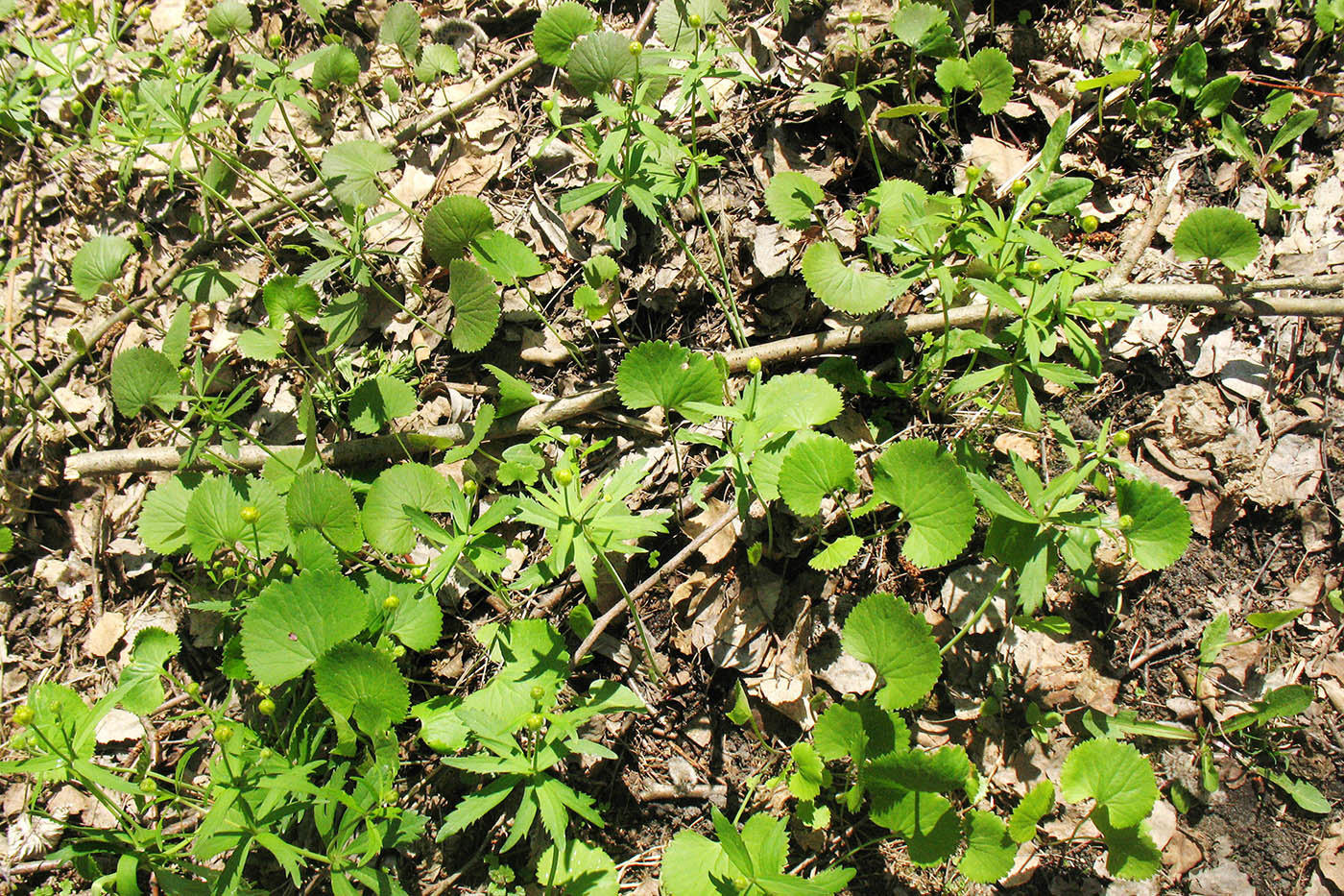 Изображение особи Ranunculus cassubicus.