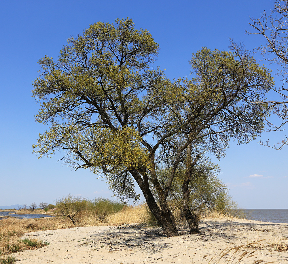 Изображение особи Salix pierotii.