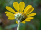 Anthemis tinctoria