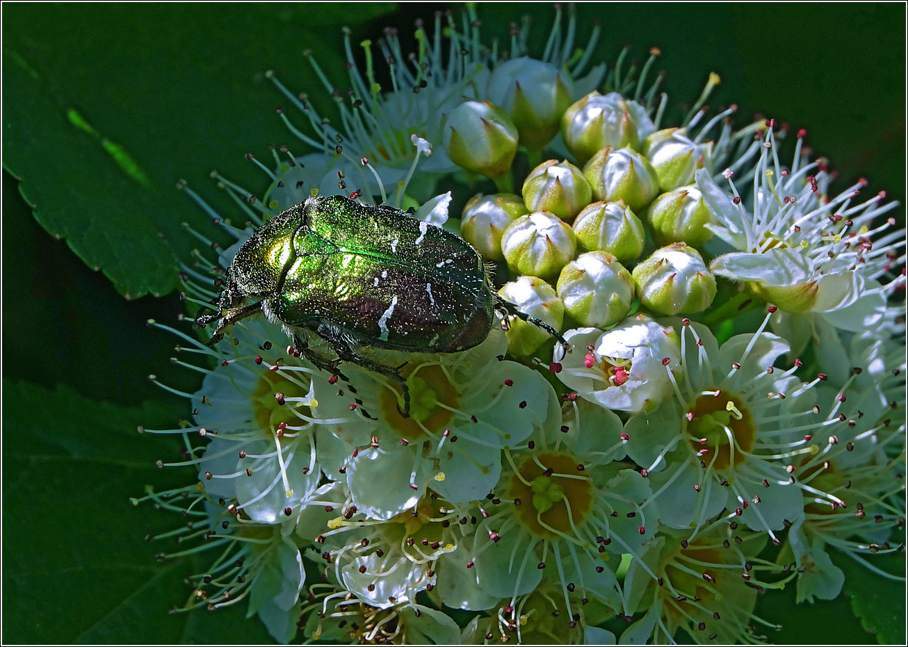 Image of Physocarpus opulifolius specimen.