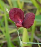 Macroptilium lathyroides. Цветок. Чили, обл. Valparaiso, провинция Isla de Pascua, северо-восточная часть острова, окр. бухты Anakena. 09.03.2023.