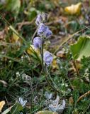 Aconitum rotundifolium