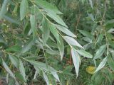 Salix × fragilis. Побеги. Нижегородская обл., Кстовский р-н, берег р. Кудаша. 10.07.2010.
