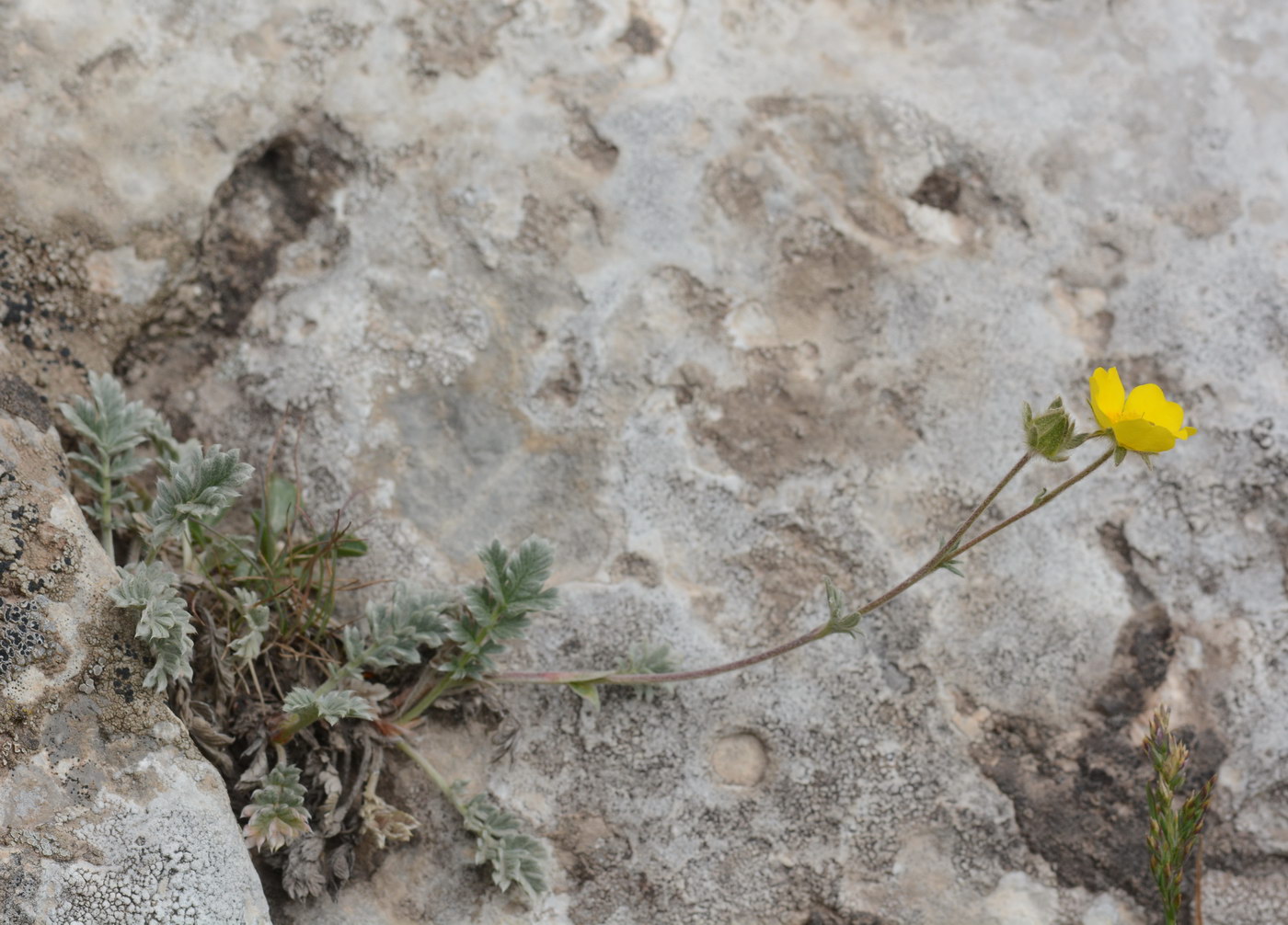 Изображение особи Potentilla pamiroalaica.