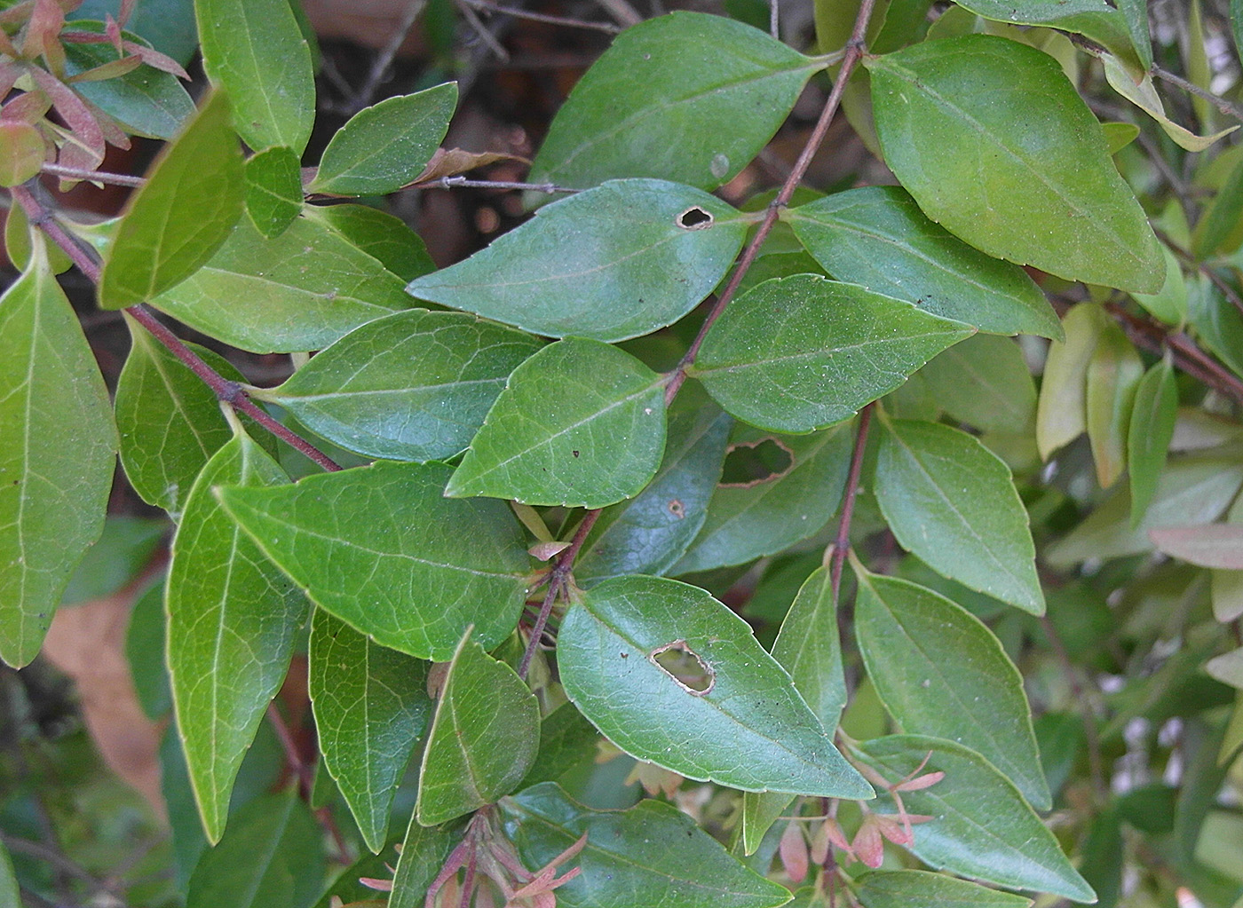 Изображение особи Abelia &times; grandiflora.