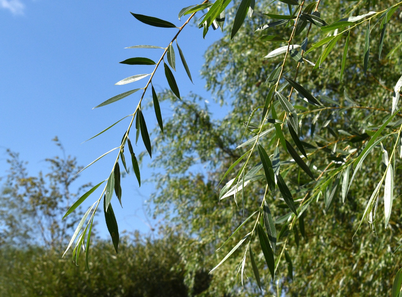 Изображение особи Salix &times; fragilis.