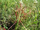 Cuscuta europaea. Побеги растения, паразитирующего на Galium boreale. Восточный Казахстан, Южный Алтай, сев. подножья хр. Сарымсакты, Бухтарминская впадина, ур. Кара-Джир, разнотравье на берегу термального ручья. 26 июня 2023 г.