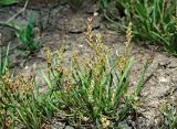 Plantago tenuiflora. Плодоносящие растения. Ульяновская обл., Новомалыклинский р-н, долина р. Бол. Авраль, остепнённый луг, вытоптанный скотом засолённый участок. 13.05.2023.