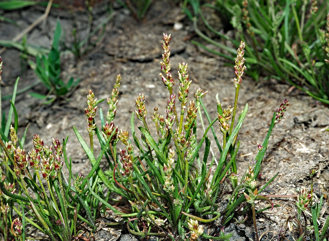 Image of Plantago tenuiflora specimen.