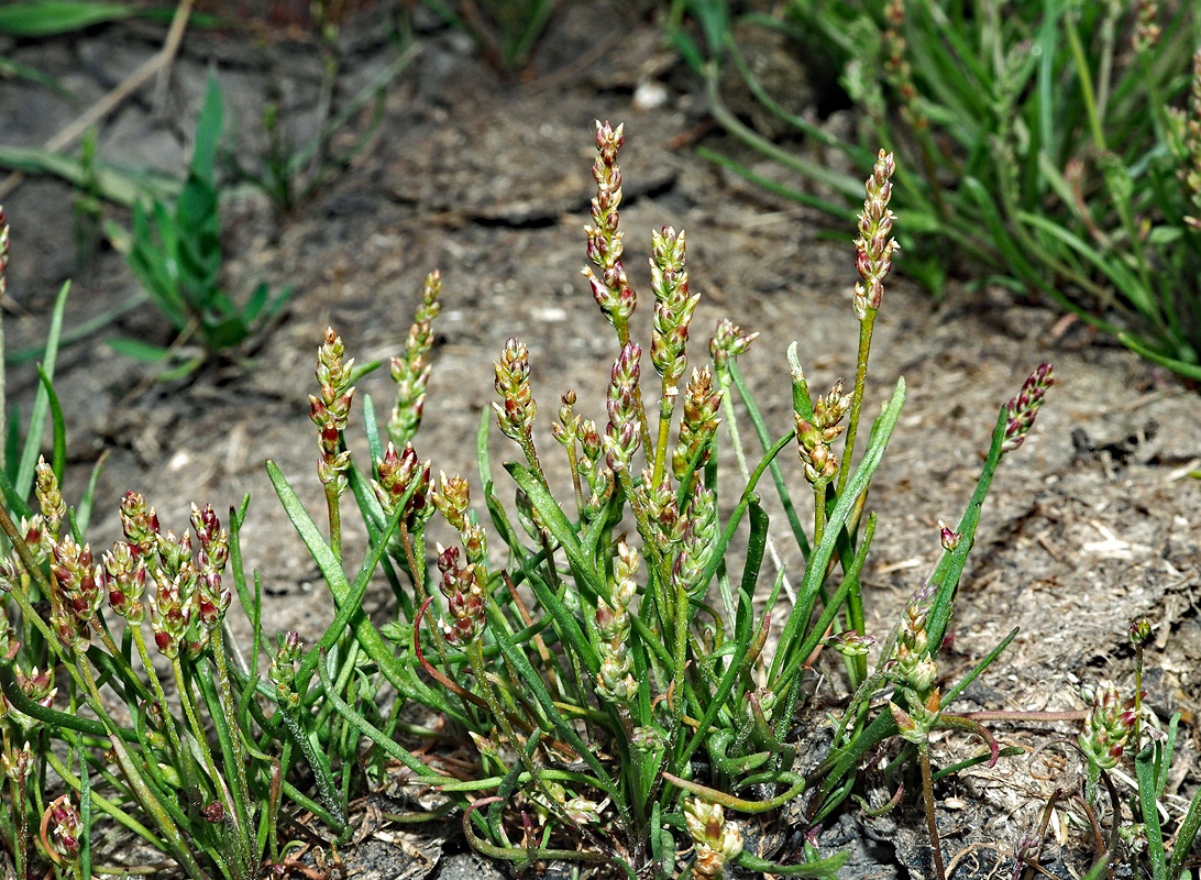 Изображение особи Plantago tenuiflora.