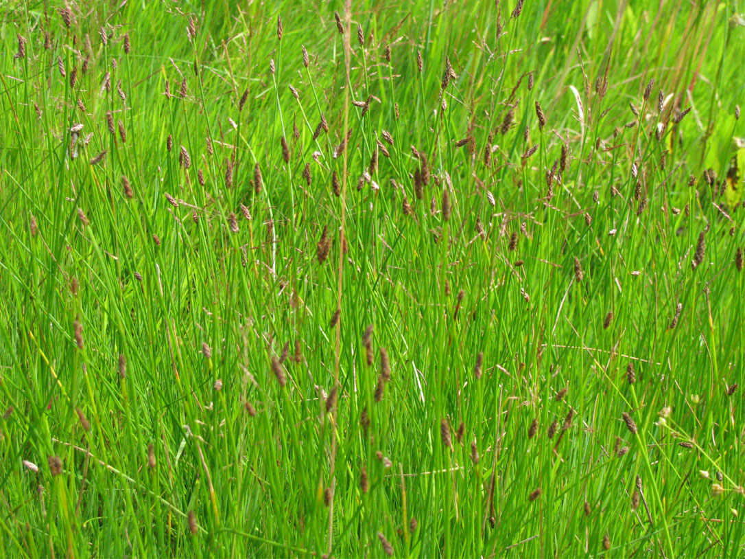 Image of Eleocharis mamillata specimen.