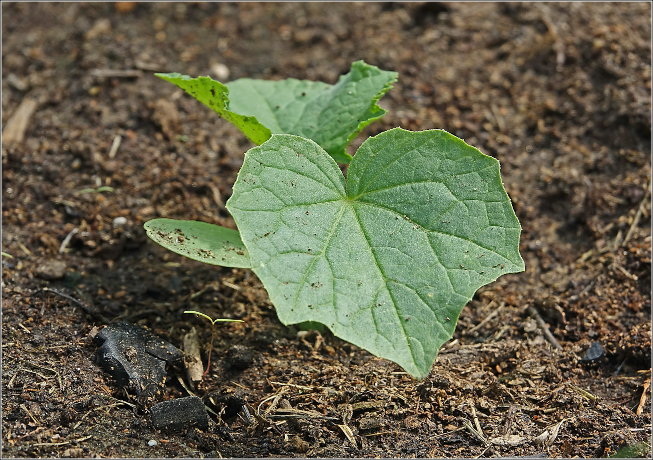 Изображение особи Cucumis sativus.