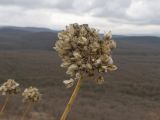 Allium psebaicum. Верхушка побега с сухим соплодием. Краснодарский край, м/о г. Новороссийск, гора Лысая, заброшенный мергелевый карьер, щебнистая осыпь. 07.01.2020.