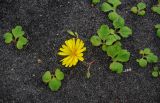 Chorisis repens. Цветущее растение. Курильские о-ва, о-в Кунашир, бухта Головнина, песчаный пляж. 22.08.2022.