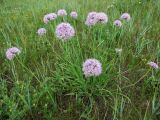 Allium senescens