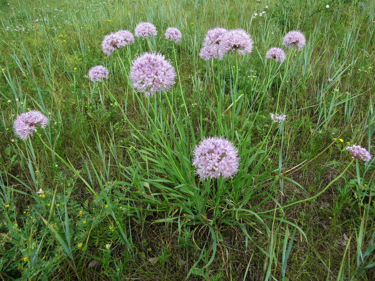 Image of Allium senescens specimen.