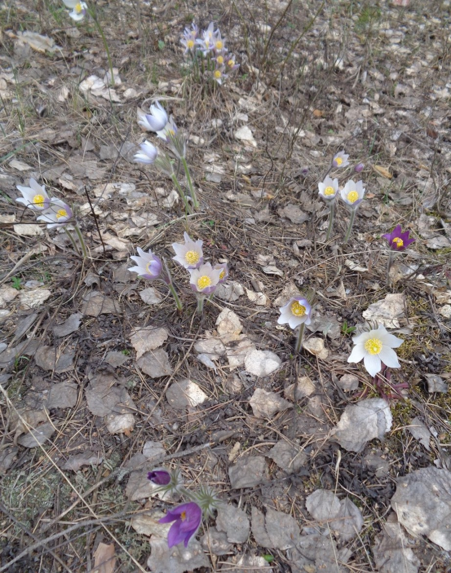 Изображение особи Pulsatilla patens.