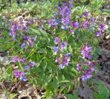 Lathyrus vernus