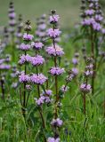 Phlomoides tuberosa. Верхушки побегов с соцветиями. Армения, обл. Гегаркуник, берег оз. Севан, гора Артаниш, ≈ 2200 м н.у.м., луговой склон. 23.06.2022.