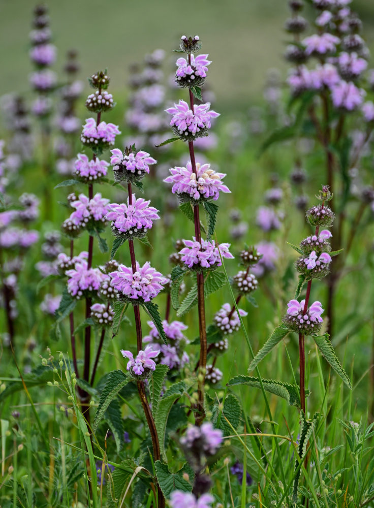 Изображение особи Phlomoides tuberosa.