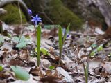 Scilla bifolia. Цветущее и зацветающее растения. Краснодарский край, Крымский р-н, окр. станицы Неберджаевская, ур. Малый Яр, буково-грабово-дубовый лес. 23.02.2024.