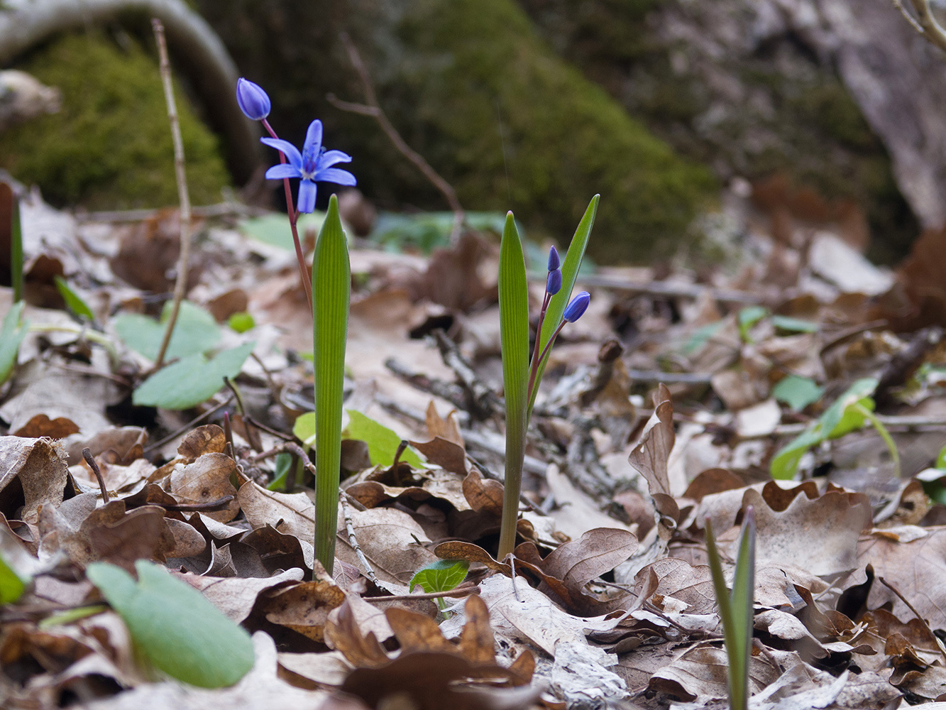 Изображение особи Scilla bifolia.