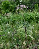 Heracleum roseum. Цветущее растение. Армения, обл. Гегаркуник, берег оз. Севан, гора Артаниш, ≈ 2200 м н.у.м., субальпийский луг. 23.06.2022.