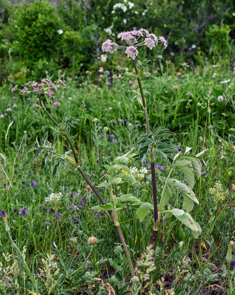 Изображение особи Heracleum roseum.