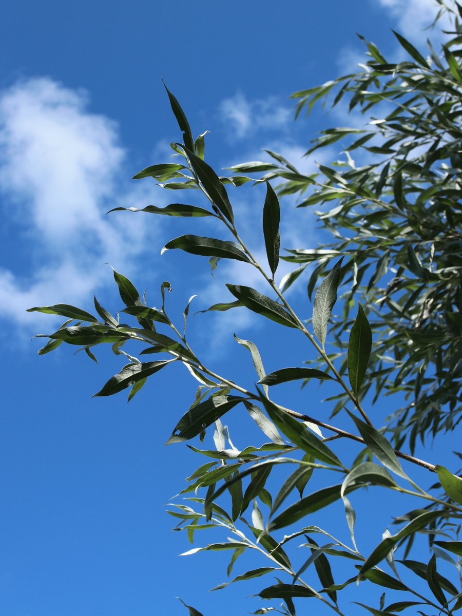 Image of Salix alba specimen.