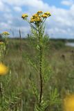 Tanacetum vulgare. Верхушка побега с соцветием. Беларусь, Витебская обл., окр. пос. Езерище, выкашиваемый суходольный луг. 03.08.2023.