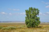 genus Betula. Взрослое дерево. Башкортостан, Баймакский р-н, Темясовский сельсовет, окр. дер. Сакмар, степь. 4 сентября 2023 г.