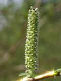 Salix vinogradovii