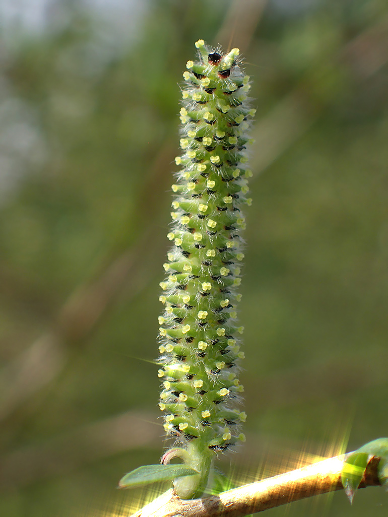 Image of Salix vinogradovii specimen.