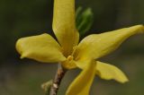 Forsythia ovata. Цветок. Приморский край, Уссурийский ГО, Горнотаёжный дендрарий ДВО РАН. 04.05.2024.