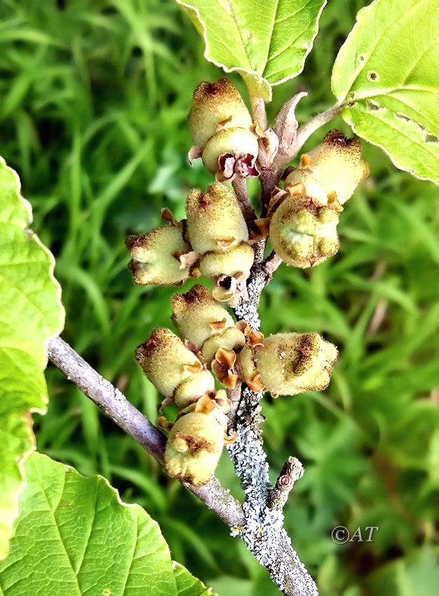 Image of genus Hamamelis specimen.