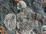 Lecanora bolcana